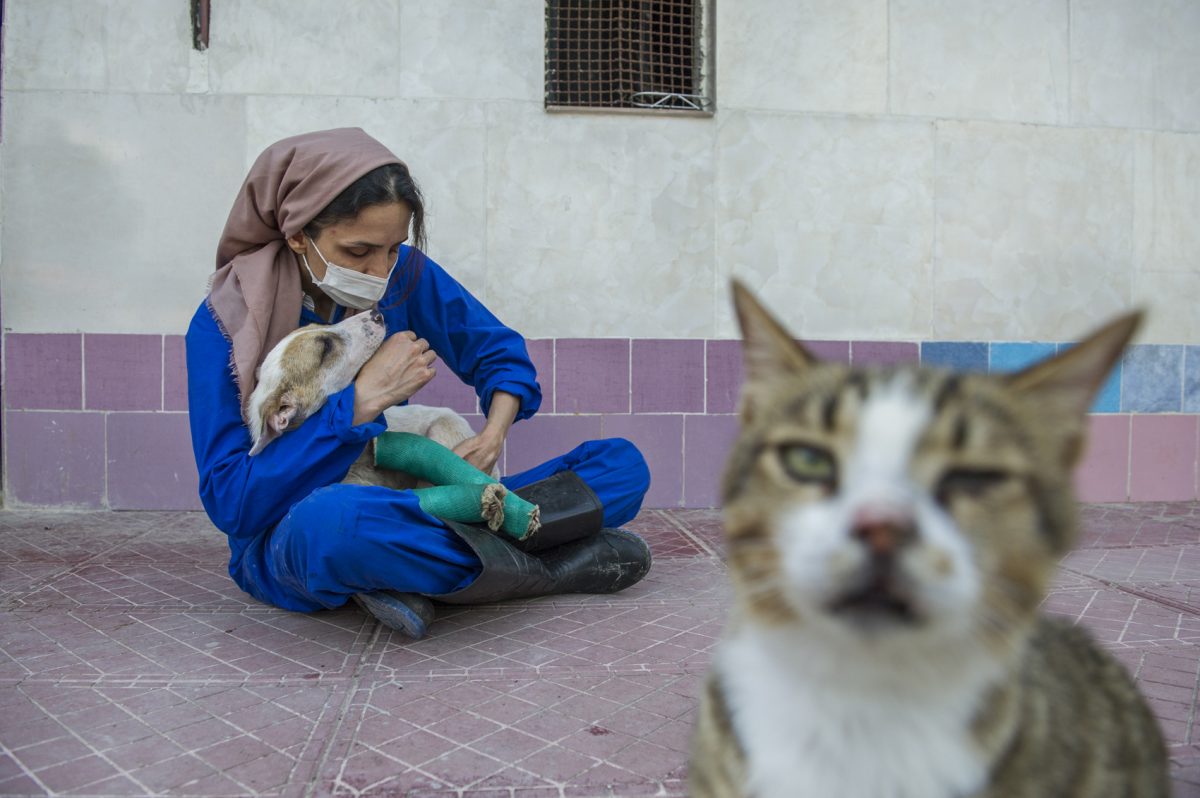 Azadeh, The Animal Rescuer